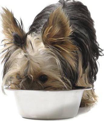 what cereals can I give dogs the Yorkie