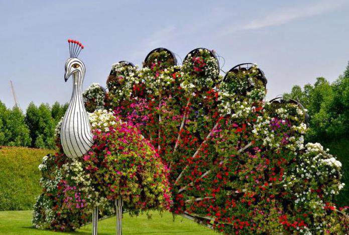 Garten Blumen in Dubai
