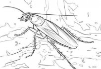 怎么画一只蟑螂容易地和迅速
