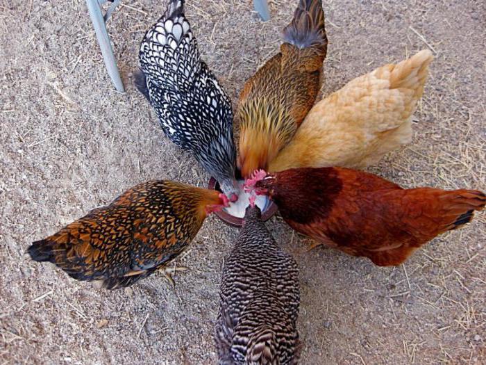 Barnevelder breed chickens