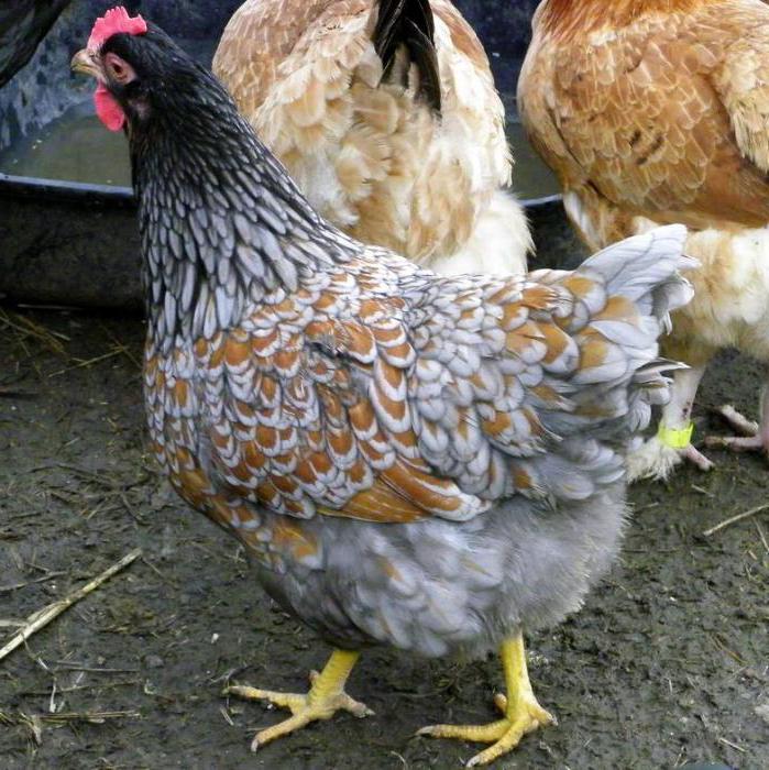Barnevelder الهولندية الدجاج الوصف