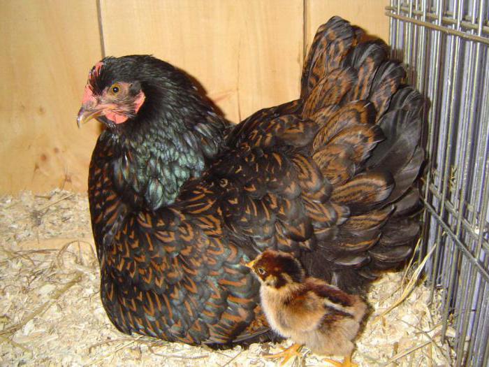 Барневельдеры hollandalı tavuklar