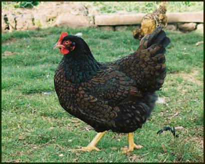 Barnevelder繁殖的鸡说明照片的评论