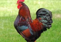Barnevelder, سلالة الدجاج: وصف الصور و التعليقات