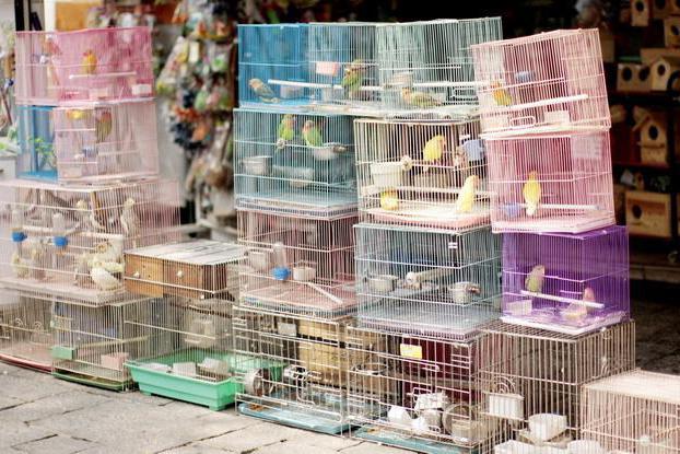mercado de los Pájaros en ekaterinburgo