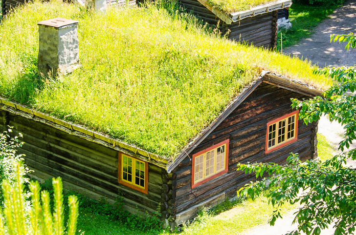 o cultivo extensivo de paisagismo do telhado