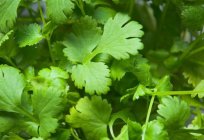 How to keep cilantro fresh for the winter? The methods of harvesting cilantro for the winter