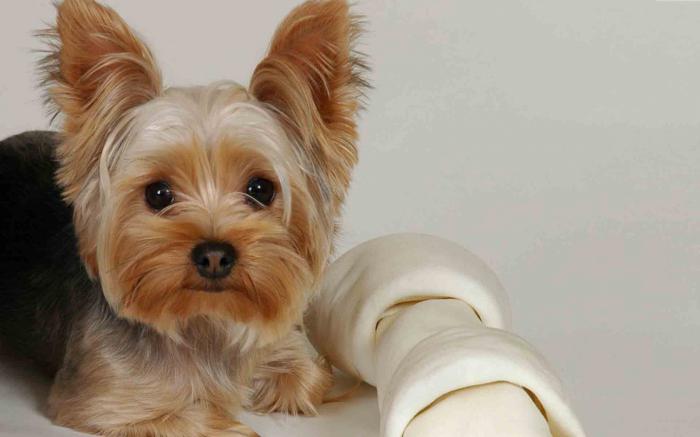 yorkshire terrier reviews