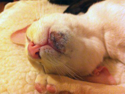 acne on the cat's chin