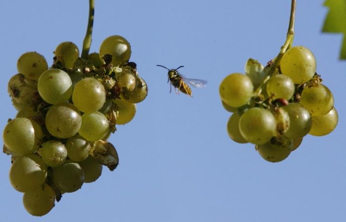 cómo proteger las uvas de la so