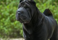 The most calm dog breeds list, photos and description