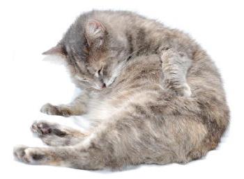 how to remove fleas from cats