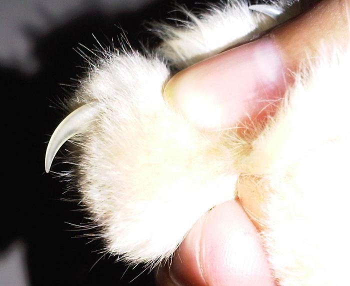 Anty zarysowania pazury dla kotów