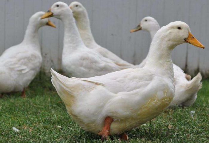 breeding musk ducks