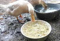 Duck meat breeds: description, features of cultivation. What to feed ducks