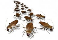 Zuverlässige Mittel gegen Kakerlaken mit Borsäure