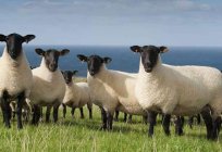Las vacas y ovejas, ganado: características de la raza