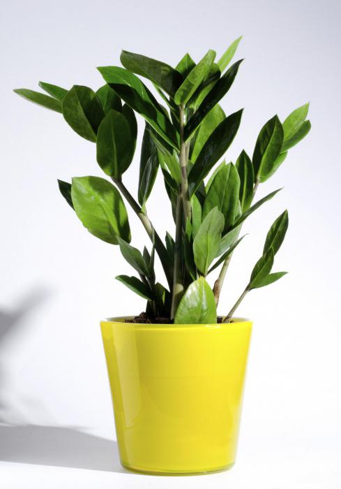 how to transplant zamioculcas after buying