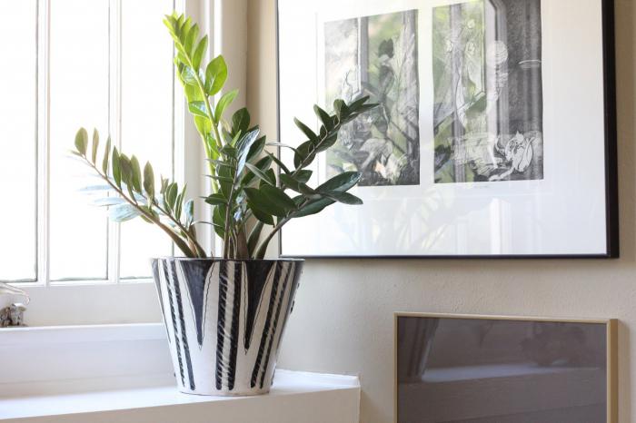 how to repot zamioculcas step-by-step