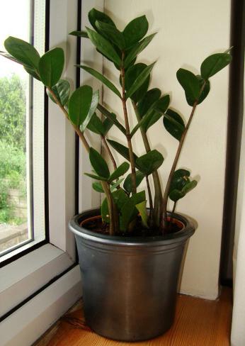 how to repot zamioculcas