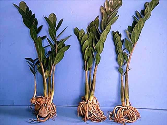 how to transplant zamioculcas division Kusa