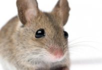 Nadelförmige Maus: Inhalt und Pflege zu Hause