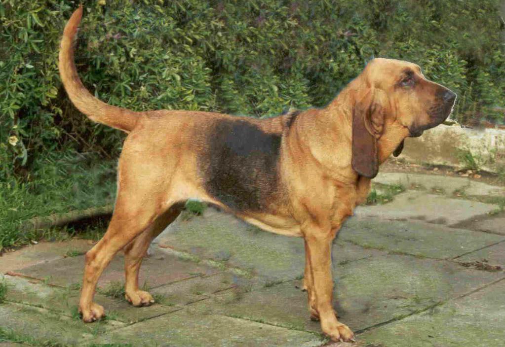hunting dog Russian hound