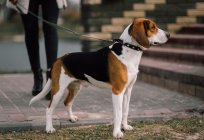 Psy gończe psy: opis i dane techniczne
