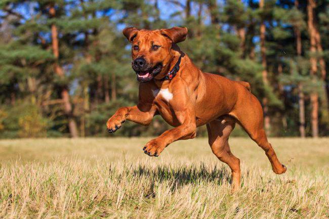 breeds of hunting dogs with pictures