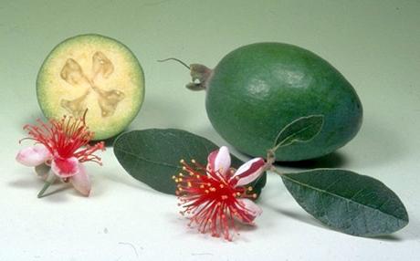 komposto ananas guava