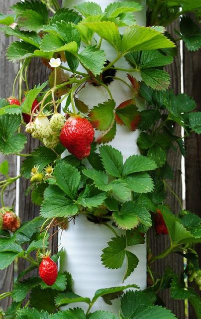 strawberries in the pipe to grow photo