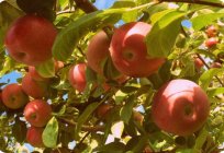 The main varieties of Apple trees for Central Russia
