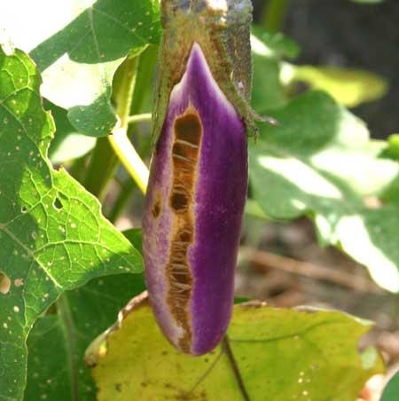 eggplant diseases and pests