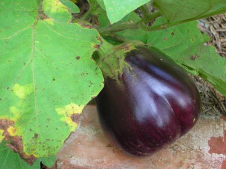hastalık patlıcan fotoğraf