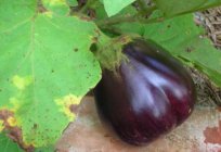 Eggplant: diseases and common pests