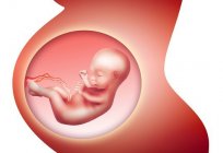 What week starts 3rd trimester of pregnancy? Period features, the development of a fetus