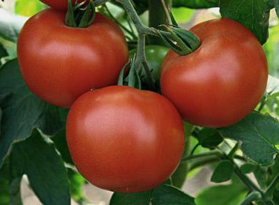 "the Gift Savoia" tomato description