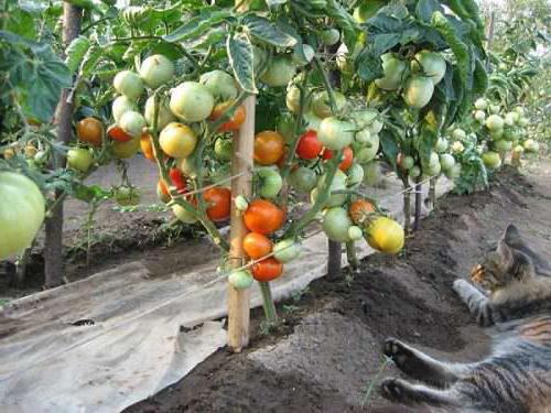 Sorte Tomate "Gabe Заволжья" Description