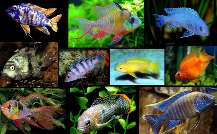 akwariowe rybki zgodność gatunków tabela