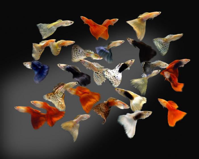 goldfish aquarium species