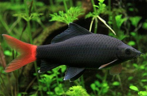 aquarium fish catfish species