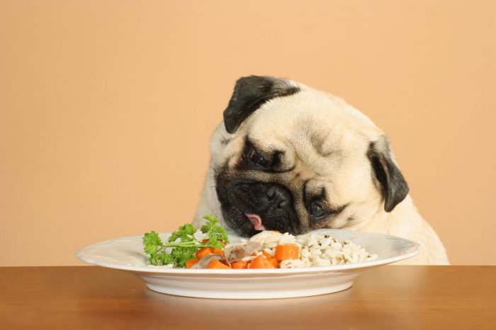ração para cães dietética