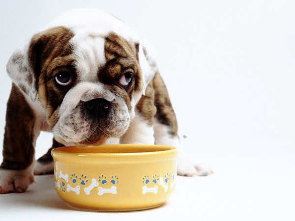 dietética de ração seca para cães