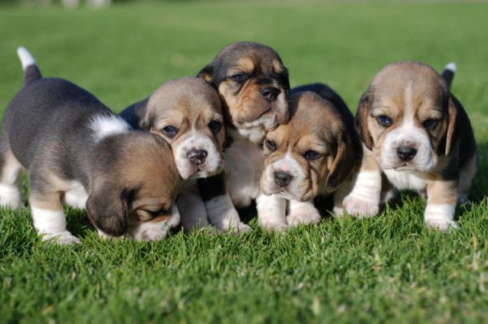 beagle photo puppies