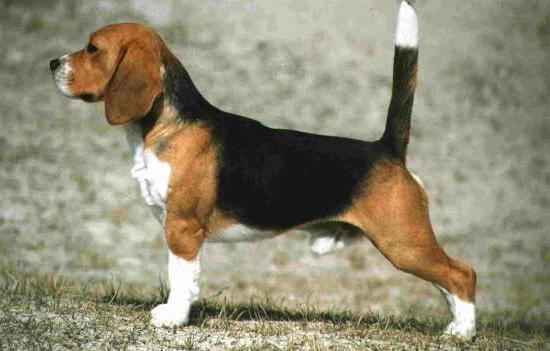  Beagle-Charakter