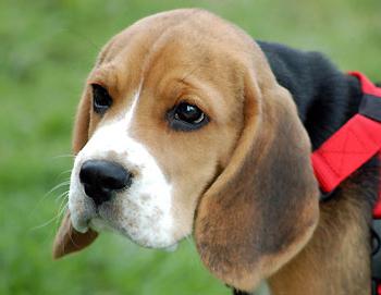 english beagle