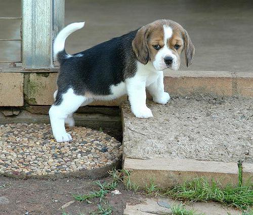 puppy beagle Preis
