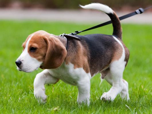 beagle breed character