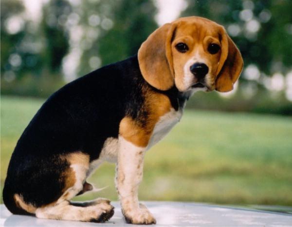Beagle-Besitzer Bewertungen