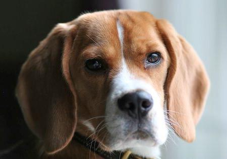 beagle adult